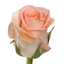 Pink Roses